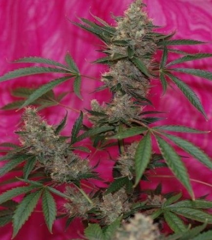 Agent Orange Strain Information Cannaconnection Com