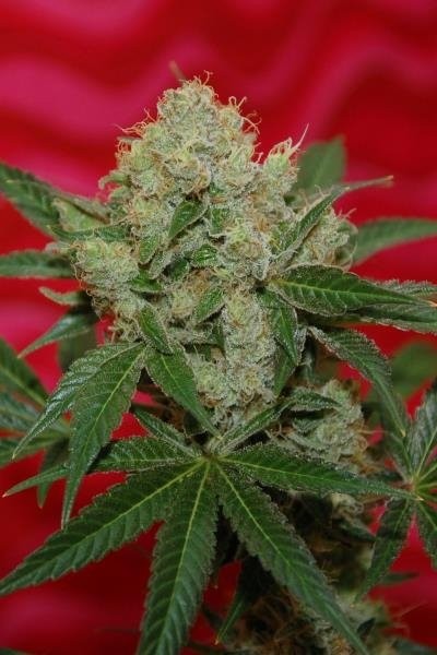 Agent Orange Strain Information Cannaconnection Com