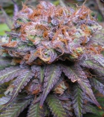 Querkle (TGA Subcool)