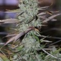 Marionberry Kush (TGA Subcool)