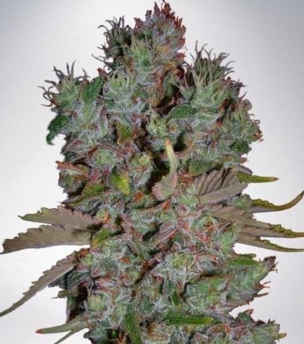 Auto Blueberry Domina (Ministry of Cannabis)
