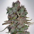 Auto Blueberry Domina (Ministry of Cannabis)