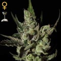 Exodus Cheese (Greenhouse Seeds)