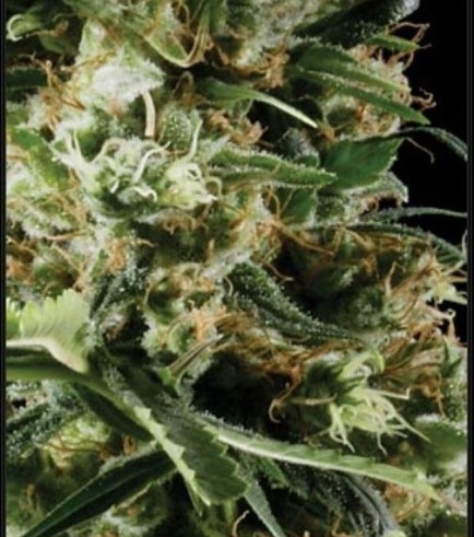 Arjan's Haze 2 (Greenhouse Seeds)