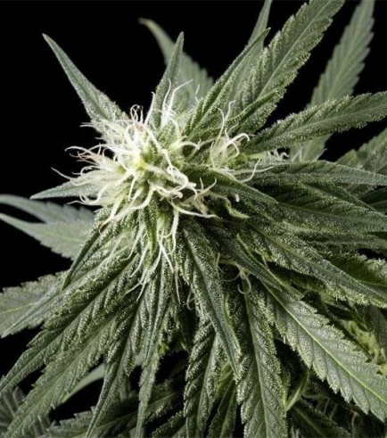 Arjan's Haze 2 (Greenhouse Seeds)