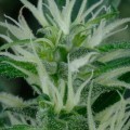 Arjan's Ultra Haze 2 (Greenhouse Seeds)