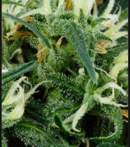 Arjan's Ultra Haze 2 (Greenhouse Seeds)