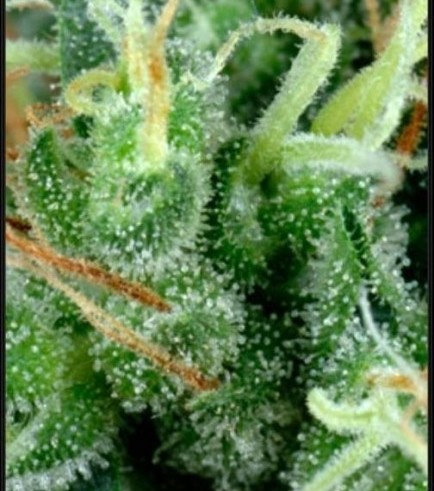 Arjan's Strawberry Haze (Greenhouse Seeds)