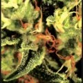 The Doctor (Greenhouse Seeds)