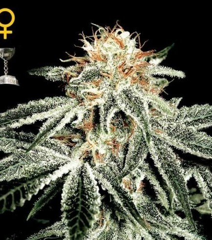 White Rhino (Greenhouse Seeds)