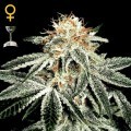 White Rhino (Greenhouse Seeds)