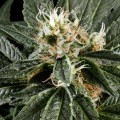 Great White Shark (Greenhouse Seeds)