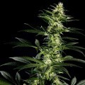 Himalaya Gold (Greenhouse Seeds)