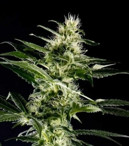 Himalaya Gold (Greenhouse Seeds)