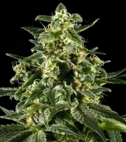 Himalaya Gold (Greenhouse Seeds)