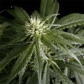 Arjan's Haze 1 (Greenhouse Seeds)