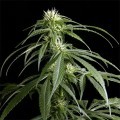 Arjan's Haze 1 (Greenhouse Seeds)