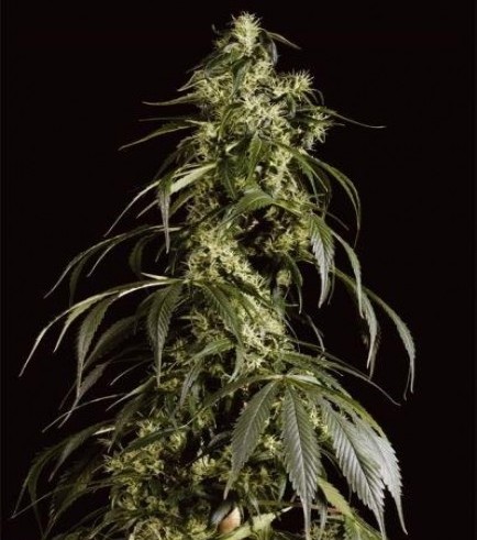 Arjan's Haze 1 (Greenhouse Seeds)