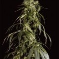 Arjan's Haze 1 (Greenhouse Seeds)