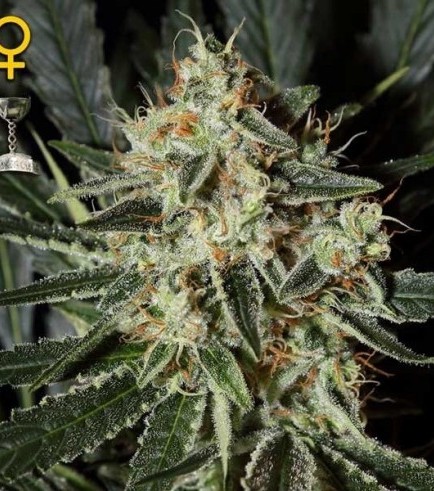 Cheese (Greenhouse Seeds)