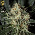 Cheese (Greenhouse Seeds)