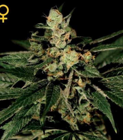 Train Wreck (Greenhouse Seeds)