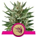 Speedy Chile - Fast Flowering (Royal Queen Seeds)