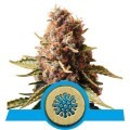 Euphoria (Royal Queen Seeds)