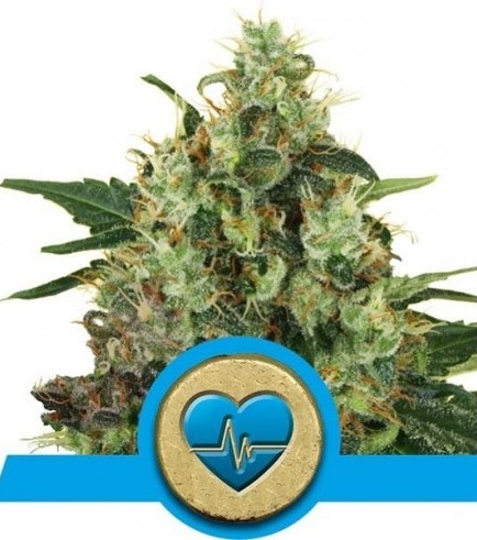 Medical Mass (Royal Queen Seeds)