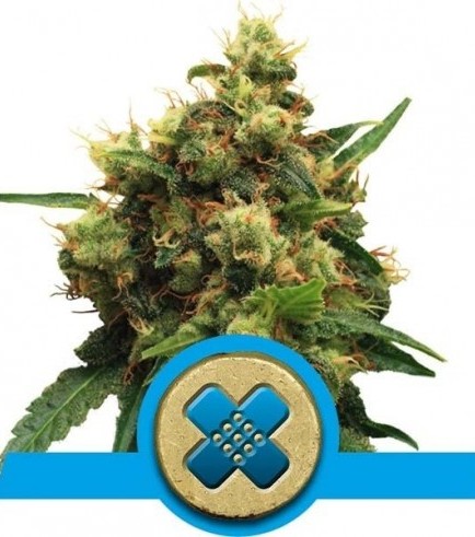 Painkiller XL (Royal Queen Seeds)