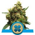 Painkiller XL (Royal Queen Seeds)