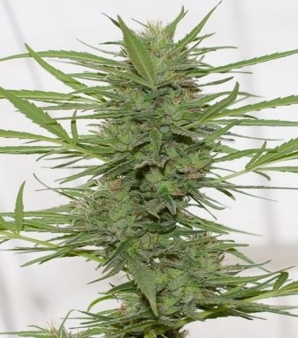 Dedoverde Haze Autoflowering (Humboldt Seeds)