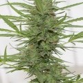 Dedoverde Haze Autoflowering (Humboldt Seeds)