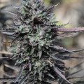 Purple Trainwreck (Humboldt Seeds)