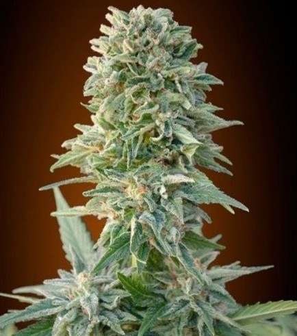 Auto Jack Herer (Advanced Seeds)