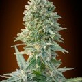 Auto Jack Herer (Advanced Seeds)