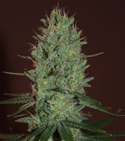 Amnesia Haze (Expert Seeds)