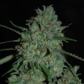 Afghan Skunk (Expert Seeds)