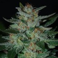 Blue Funk (Expert Seeds)