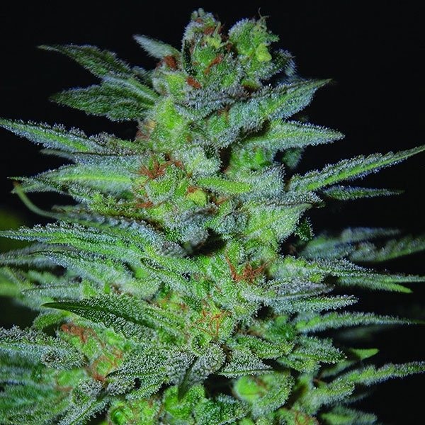 OG Kush Strain Information CannaConnection OG Kush Strain Information CannaConnection
