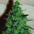 Critical AK Auto (Expert Seeds)