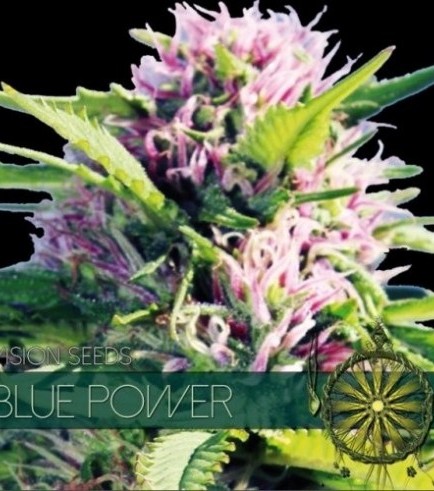 Blue Power (Vision Seeds)