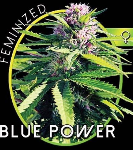 Blue Power (Vision Seeds)