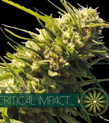 Critical Impact (Vision Seeds)