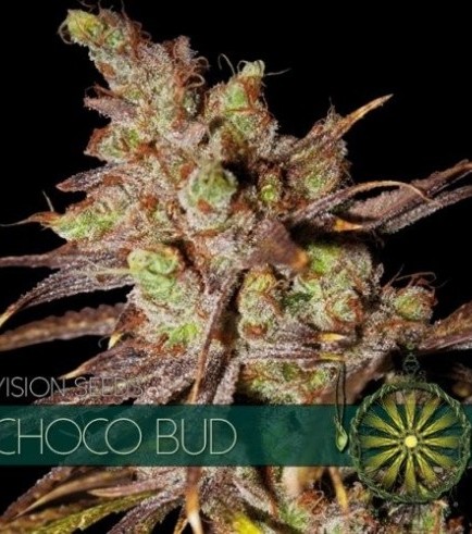 Choco Bud (Vision Seeds)