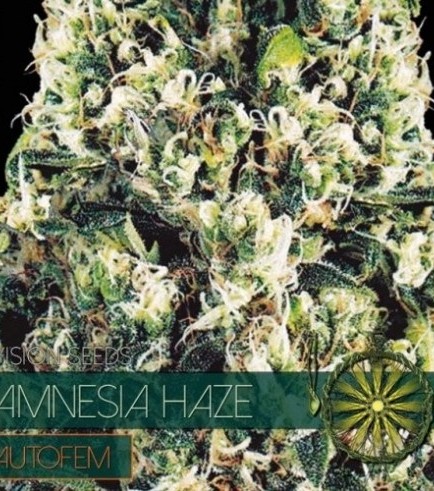 Amnesia Haze Autoflowering (Vision Seeds)