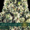 Amnesia Haze Autoflowering (Vision Seeds)