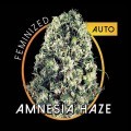 Amnesia Haze Autoflowering (Vision Seeds)