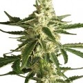 White Diesel Haze Automatic (White Label)