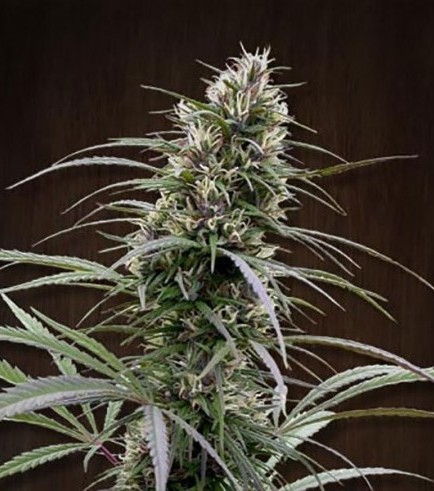 Congo (ACE Seeds)